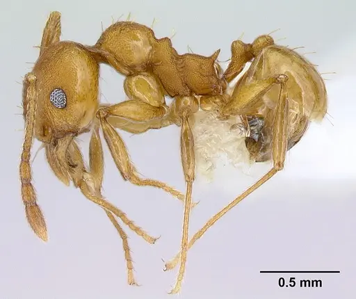 Pheidole branstetteri specimen CASENT0609295 image casent0609295_3