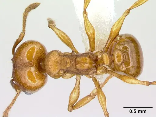 Pheidole branstetteri specimen CASENT0609296 image casent0609296_1