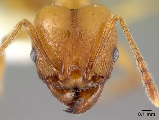 Pheidole branstetteri specimen CASENT0609296 image casent0609296_2