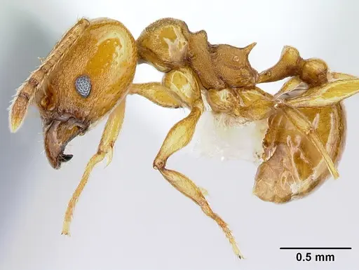 Pheidole branstetteri specimen CASENT0609296 image casent0609296_3