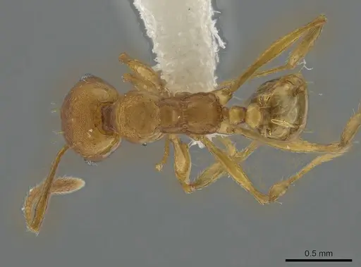 Pheidole branstetteri specimen CASENT0610836 image casent0610836_1