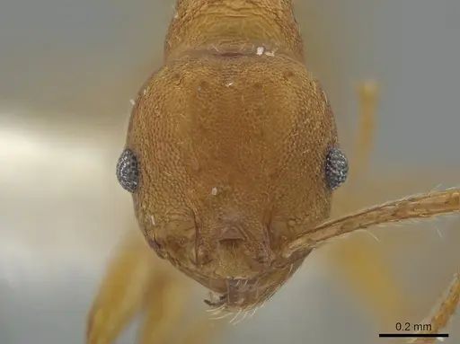 Pheidole branstetteri specimen CASENT0610836 image casent0610836_2