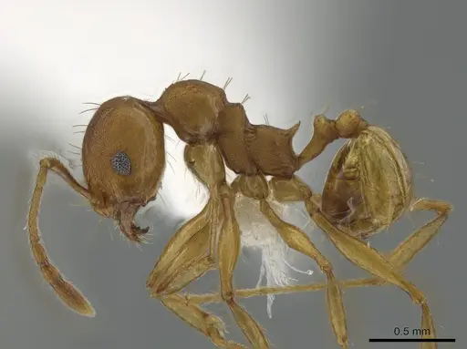 Pheidole branstetteri specimen CASENT0610836 image casent0610836_3