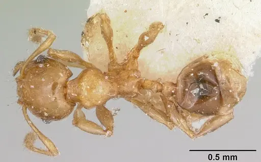 Pheidole braueri specimen CASENT0101571 image casent0101571_1