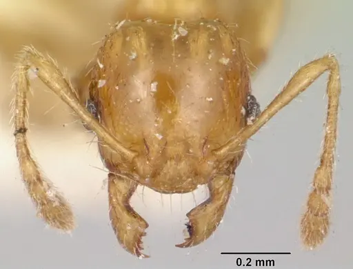 Pheidole braueri specimen CASENT0101571 image casent0101571_2