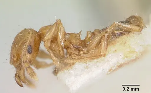 Pheidole braueri specimen CASENT0101571 image casent0101571_3