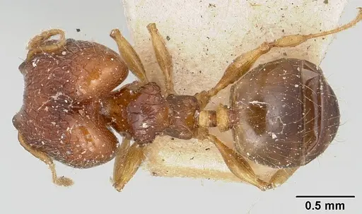 Pheidole braueri specimen CASENT0101604 image casent0101604_1