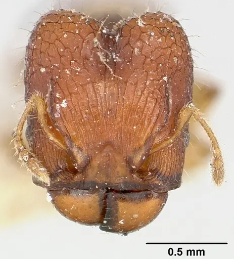Pheidole braueri specimen CASENT0101604 image casent0101604_2