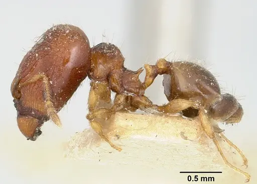 Pheidole braueri specimen CASENT0101604 image casent0101604_3
