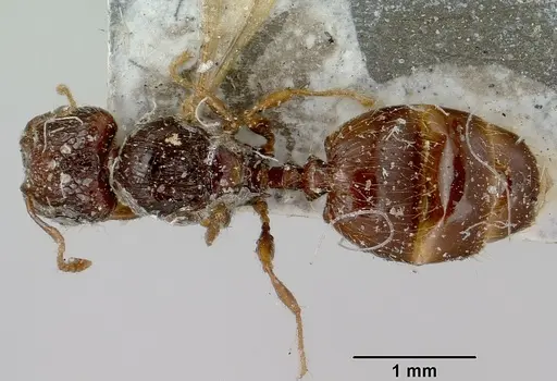 Pheidole braueri specimen CASENT0101736 image casent0101736_1