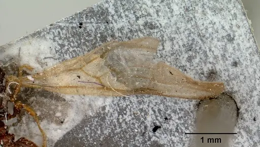Pheidole braueri specimen CASENT0101736 image casent0101736_2