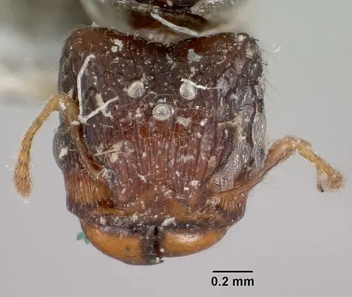 Pheidole braueri specimen CASENT0101736 image casent0101736_3