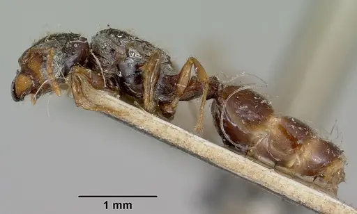 Pheidole braueri specimen CASENT0101736 image casent0101736_4