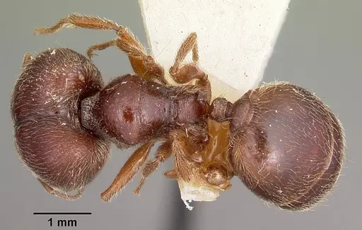 Pheidole braueri specimen CASENT0104598 image casent0104598_1