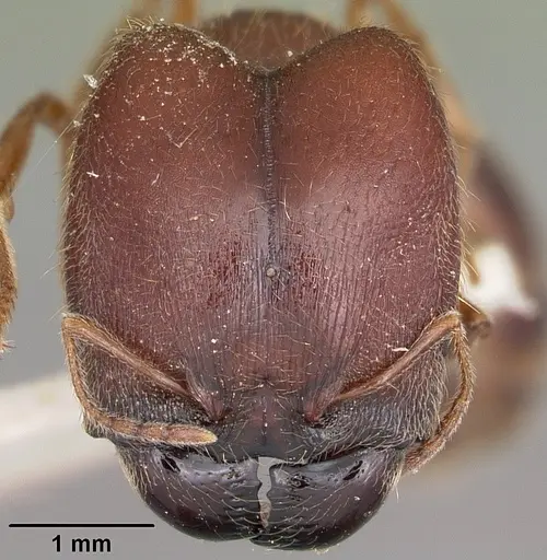 Pheidole braueri specimen CASENT0104598 image casent0104598_2