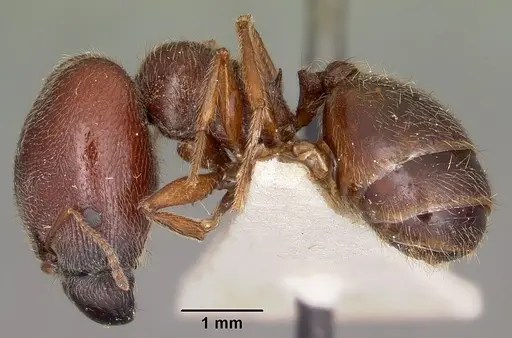 Pheidole braueri specimen CASENT0104598 image casent0104598_3