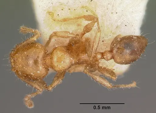 Pheidole braueri specimen CASENT0104599 image casent0104599_1