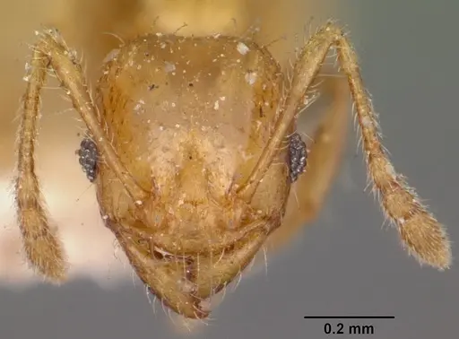 Pheidole braueri specimen CASENT0104599 image casent0104599_2