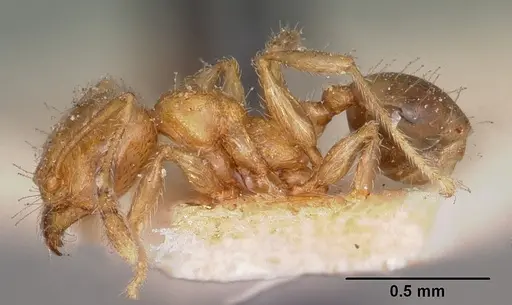 Pheidole braueri specimen CASENT0104599 image casent0104599_3