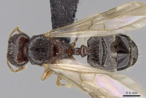 Pheidole braueri specimen CASENT0159911 image casent0159911_1