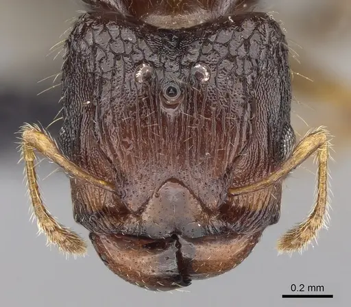 Pheidole braueri specimen CASENT0159911 image casent0159911_2