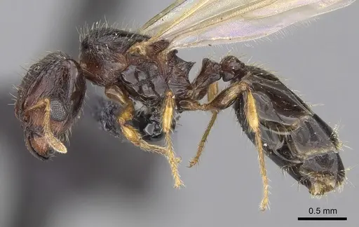 Pheidole braueri specimen CASENT0159911 image casent0159911_3