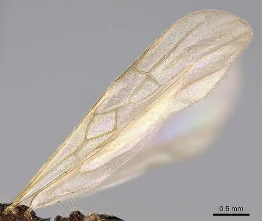 Pheidole braueri specimen CASENT0159911 image casent0159911_4