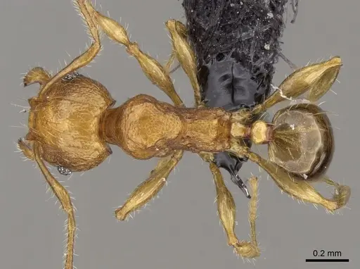 Pheidole braueri specimen CASENT0159919 image casent0159919_1