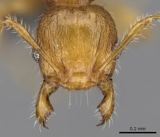 Pheidole braueri specimen CASENT0159919 image casent0159919_2