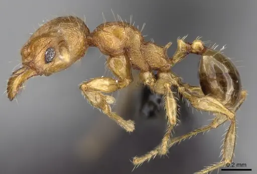 Pheidole braueri specimen CASENT0159919 image casent0159919_3