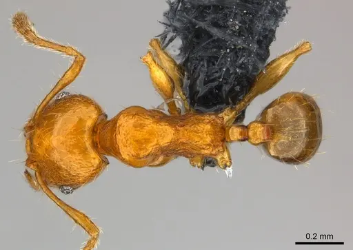 Pheidole braueri specimen CASENT0159931 image casent0159931_1