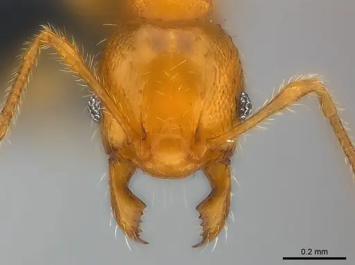 Pheidole braueri specimen CASENT0159931 image casent0159931_2