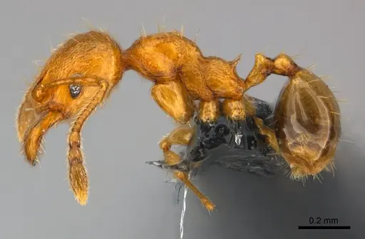 Pheidole braueri specimen CASENT0159931 image casent0159931_3