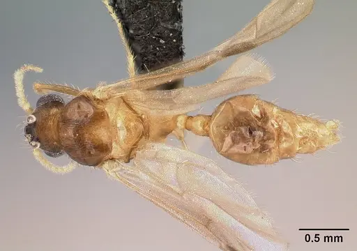 Pheidole braueri specimen CASENT0159950 image casent0159950_1