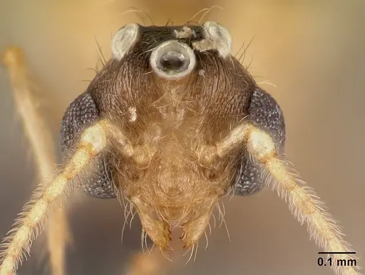 Pheidole braueri specimen CASENT0159950 image casent0159950_2