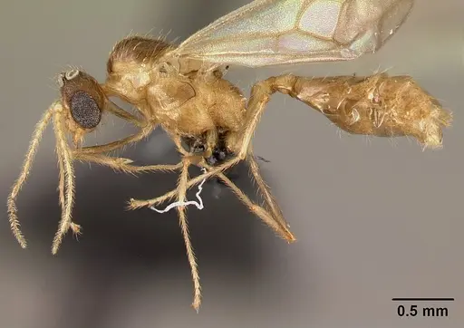 Pheidole braueri specimen CASENT0159950 image casent0159950_3