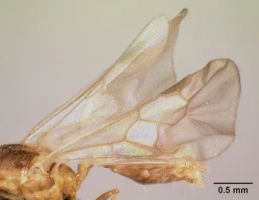 Pheidole braueri specimen CASENT0159950 image casent0159950_4