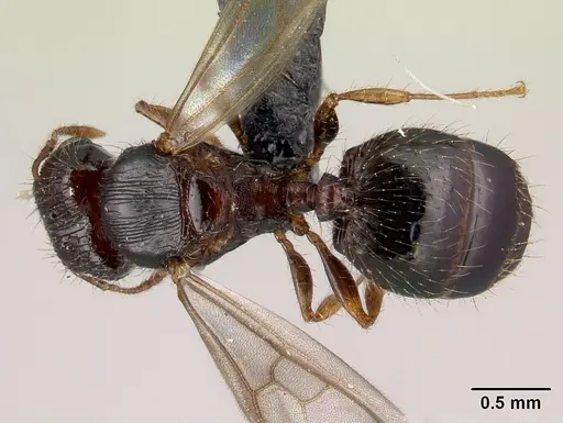 Pheidole braueri specimen CASENT0217234 image casent0217234_1