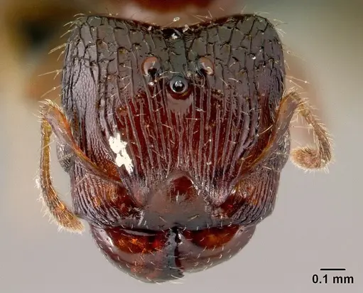 Pheidole braueri specimen CASENT0217234 image casent0217234_2