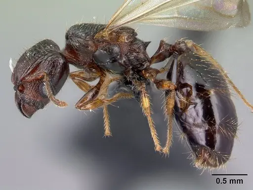 Pheidole braueri specimen CASENT0217234 image casent0217234_3