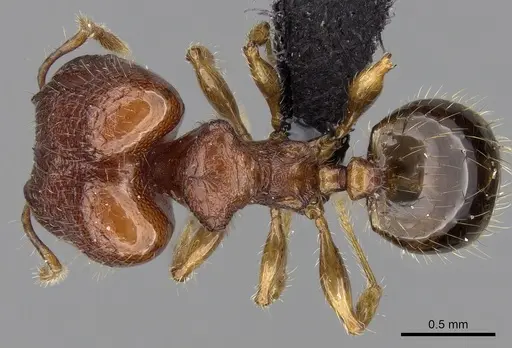 Pheidole braueri specimen CASENT0217235 image casent0217235_1