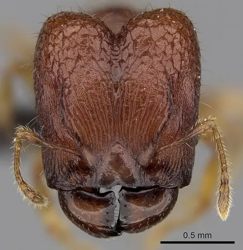 Pheidole braueri specimen CASENT0217235 image casent0217235_2