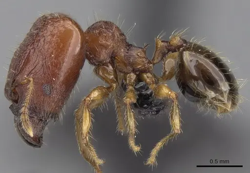 Pheidole braueri specimen CASENT0217235 image casent0217235_3