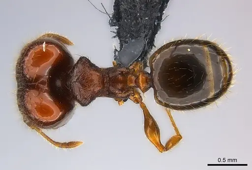 Pheidole braueri specimen CASENT0218539 image casent0218539_1