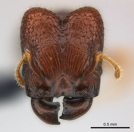 Pheidole braueri specimen CASENT0218539 image casent0218539_2
