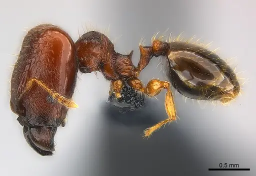 Pheidole braueri specimen CASENT0218539 image casent0218539_3