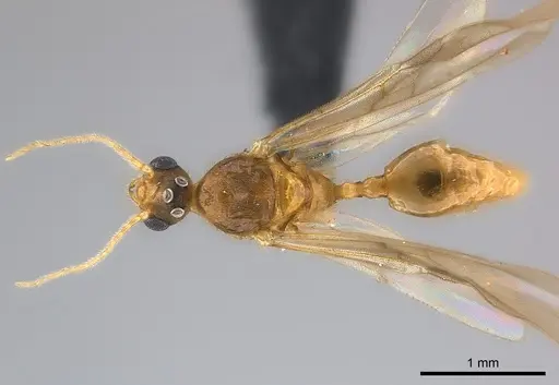 Pheidole braueri specimen CASENT0218540 image casent0218540_1