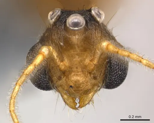 Pheidole braueri specimen CASENT0218540 image casent0218540_2