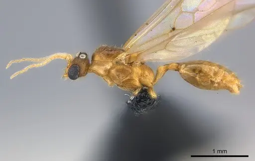 Pheidole braueri specimen CASENT0218540 image casent0218540_3