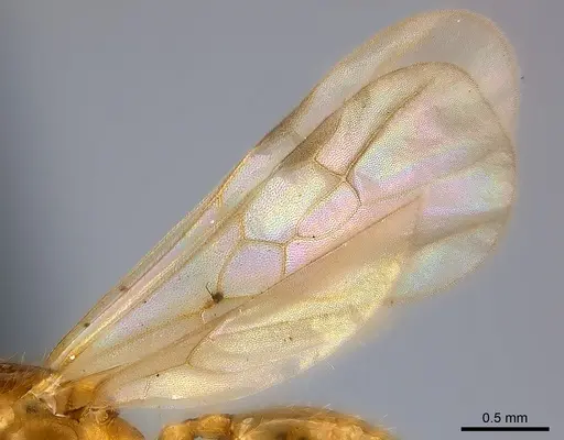Pheidole braueri specimen CASENT0218540 image casent0218540_4